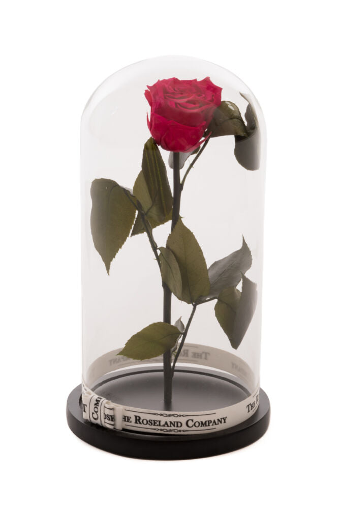 Infinity Rose in großer Glaskuppel