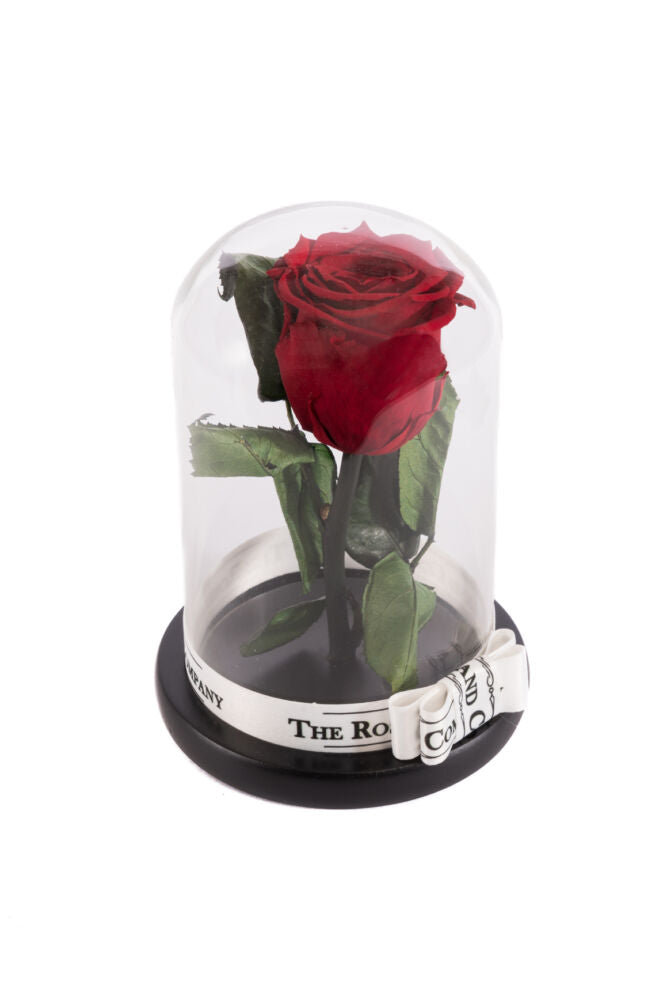 Infinity Rose in kleiner Glaskuppel