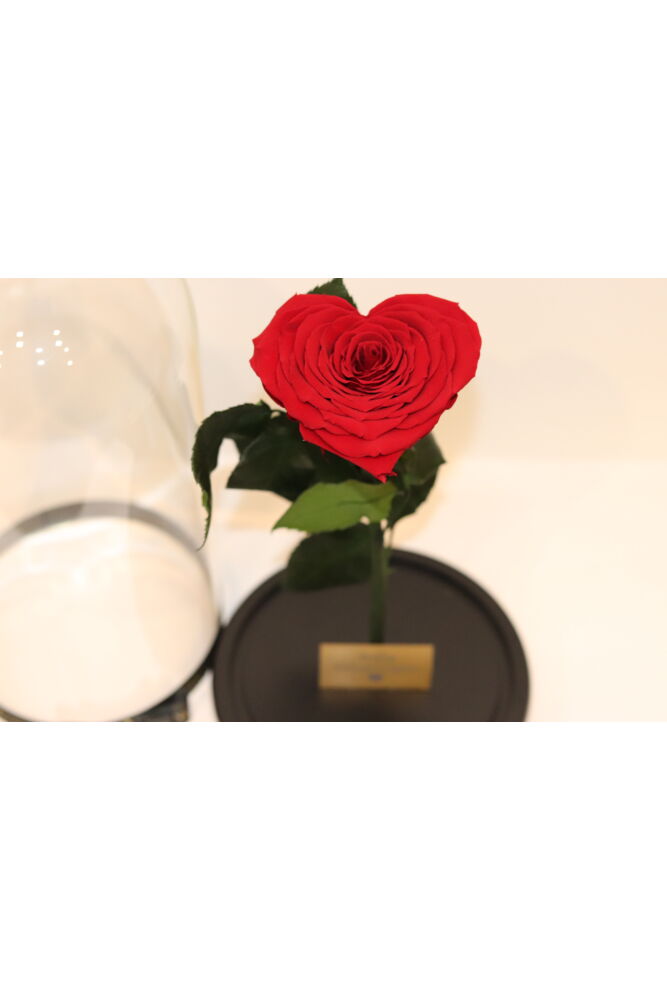 Herzförmige Rose in Glaskuppel (klein)