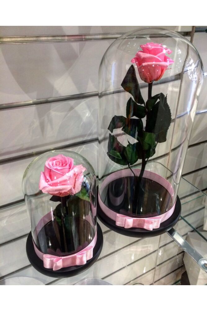 Infinity Rose in großer Glaskuppel