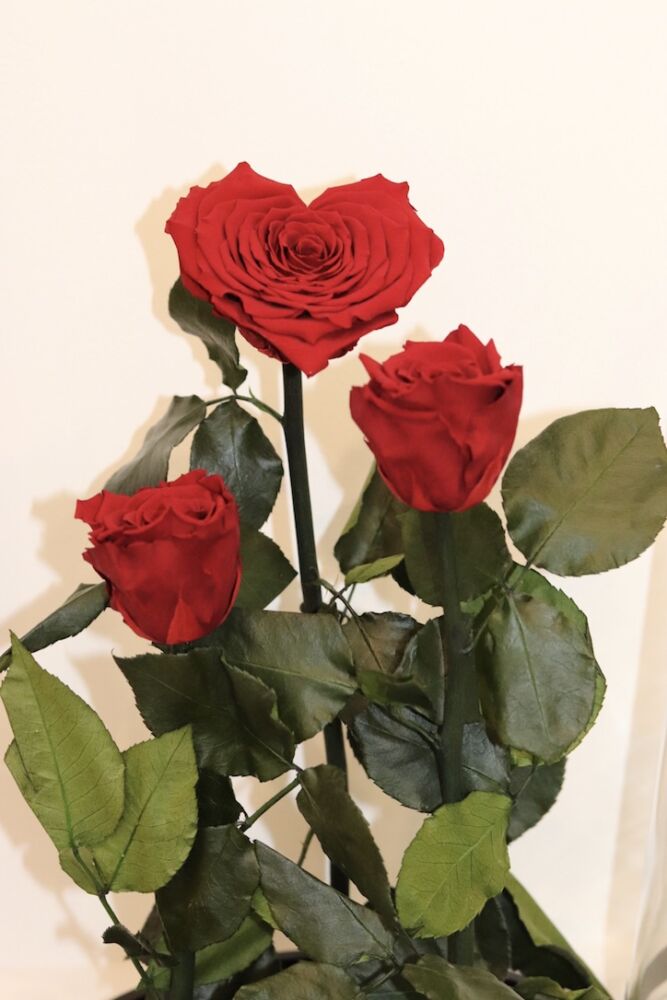 Infinity Rose in XXL Glaskuppel