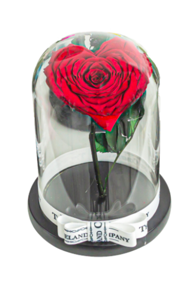 Herzförmige Rose in Glaskuppel (klein)